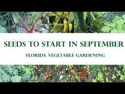 Florida Vegetable Garden In September