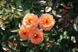 Check spelling or type a new query. Free Peach Colored Flowers Stock Photo Freeimages Com