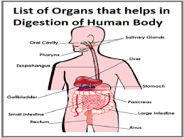 digestive system organs of human body