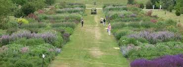 piet oudolf s border at rhs wisley