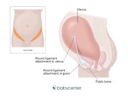 Additionally, a woman's pelvis, which is wider, more rounded and has thinner bones than a male's, helps women through pregnancy and childbirth. Lower Abdomen Round Ligament Pain In Pregnancy Babycenter India