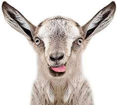 From bright modern prints to emotive watercolours, animal art is a great way to add a touch of personality to your walls. Amazon Com Gray Goat Goatling Showing Tongue Cute Funny Farm Animal Face Portrait Photo Cool Wall Decor Art Print Poster 12x18 Posters Prints