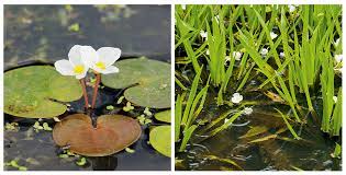 pond plants how to plant up your pond