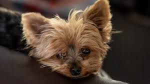 Nino habría sufrido un acv, ahora está recuperado y busca un hogar. 9 Razas De Perros Para Apartamentos Pequenos Viviendo Con Mi Mascota