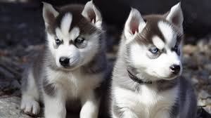 two husky puppies have blue eyes