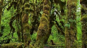 Hoh Rain Forest And Rialto Beach Guided Tour In Olympic National Park
