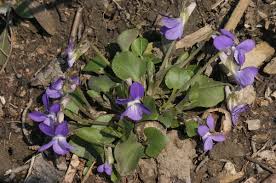 Viola rupestris - Wikipedia