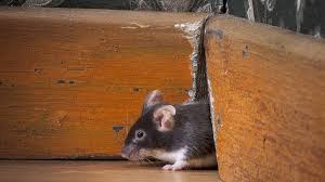 Keep Mice Out Of Your Home In The Fall
