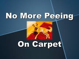 stop pets ing on carpet you