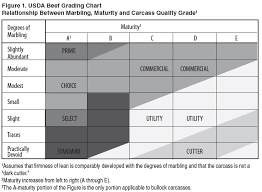Grading Predictions Of Beef Palatability Beefresearch