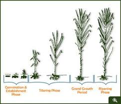 Sugarcane Growth Stages Agropedia