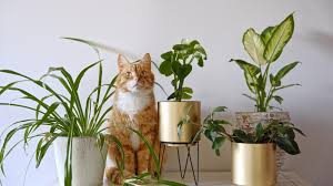 Flowers And Plants Are Safe For Cats