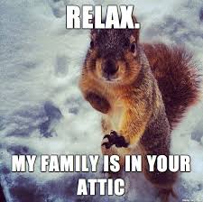 Squirrel Funny Squirrel Memes Funny