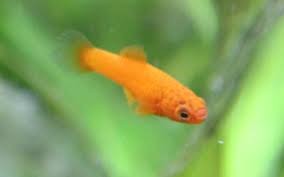 Swordtail Fish Growth Stages Aquariumnexus