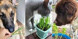 Safe Plants For Pets And Toxic Plants