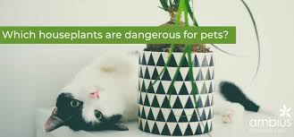 Houseplants Are Dangerous For Pets
