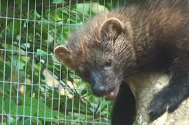 New hampshire fisher cats, manchester, nh. Look Out For Maine S Fiercest Pet Predator The Fisher Cat