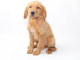 Golden retrievers are renowned for their gorgeous gold coats and large, dark eyes. Golden Retriever Dog Male Dark Golden 2415226 My Next Puppy