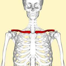 What type of bone is a phalanx? Clavicle Wikipedia