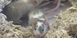 hantavirus transmitted from rodents