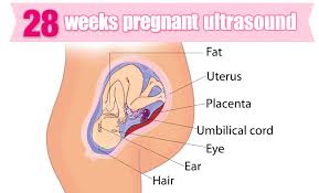 28 Weeks Pregnant Symptoms Ultrasound Fetus Development