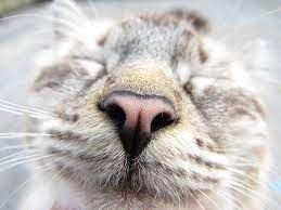 feline senses of smell and taste