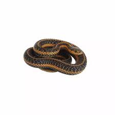 common garter snake identification