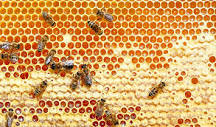 What is honeycomb made from?