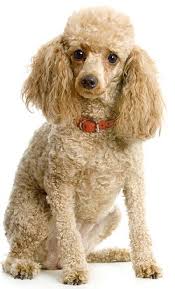 toy poodle faq frequently asked questions