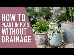 Planting In Pots Without Drainage