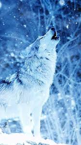 Wolves 1080p, 2k, 4k, 5k hd wallpapers free download, these wallpapers are free download for pc, laptop, iphone, android phone and ipad desktop. Snow Wolf Wallpapers 4k Wolf Wallpaper Snow Wolf Wolf Spirit Animal
