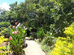 resort anda bohol island kims garden