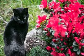 common garden plants that are toxic to cats