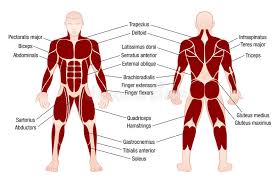 Muscles Chart Description Muscular Body Man Stock Vector