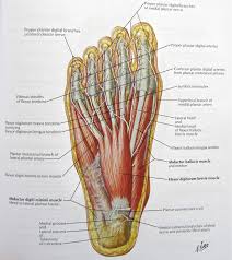 It is through tendons that muscles transmit force and make movement possible. Pin By Stana Powell On Med Surg Foot Anatomy Human Anatomy Chart Nerve Anatomy