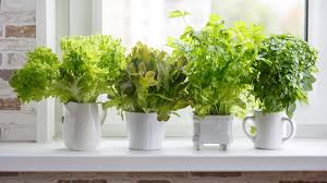 Grow In Their Winter Kitchen Window Garden