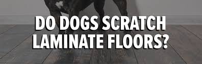 dogs easily scratch a laminate floor