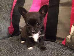 I have a male chiweenie needing rehomed. Deer Head Chihuahua Puppies For Sale Petsidi