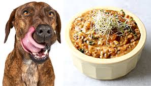 3 vegetarian dog food recipes you can