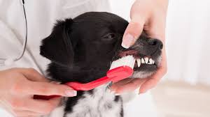 tips for doggie dental care to make