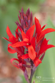 Grow the lily outside until flowering, and then bring it inside to enjoy. Highlight Canna Lily The Organic Forecast