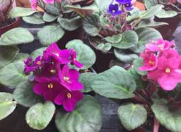Sure, many old ladies are fond of these plants and they grow hoards of them, but african violets truly are spectacular houseplants. How To Grow African Violets Gardener S Supply