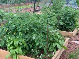 Raised Bed Gardening