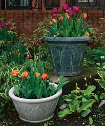How To Plant Tulips In Pots Finegardening