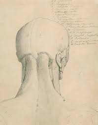 Learn more about the hardest working muscle in the body with this quick guide to the anatomy of the heart. Anatomical Drawing Of The Back Of The Head And Neck Works Of Art Ra Collection Royal Academy Of Arts