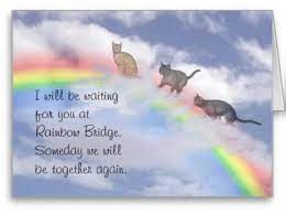 Wisteria Cat Rescue - Lynford 😢 🌈 Tonight we attended a cat in the  Chatham area that had been involved in an RTA, unfortunately baby had  crossed the rainbow bridge when we