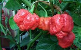 What pepper is hotter than a jalapeno?