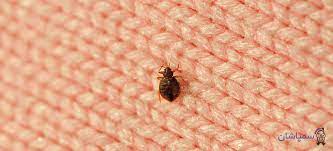 what is the best way to kill bed bugs