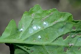 Whitefly Treatment Guide