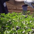 Resultado de imagem para fabrica de salsichas